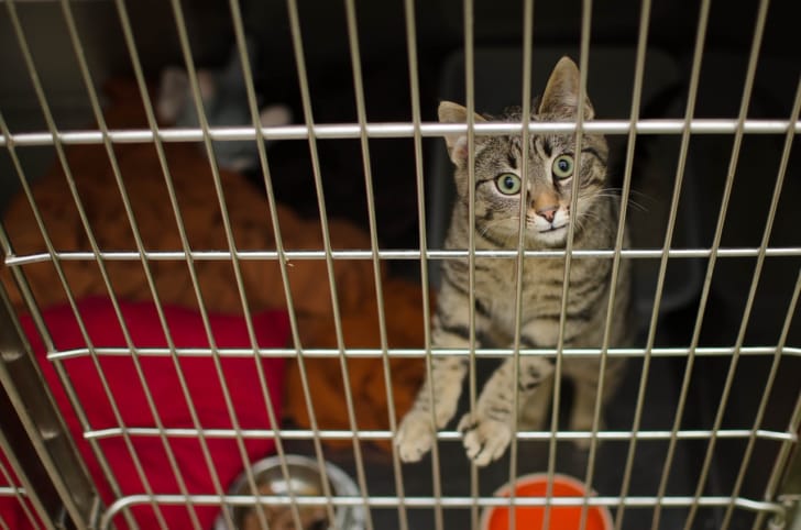 ケージの中の猫の写真